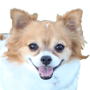 chihuahuaFan