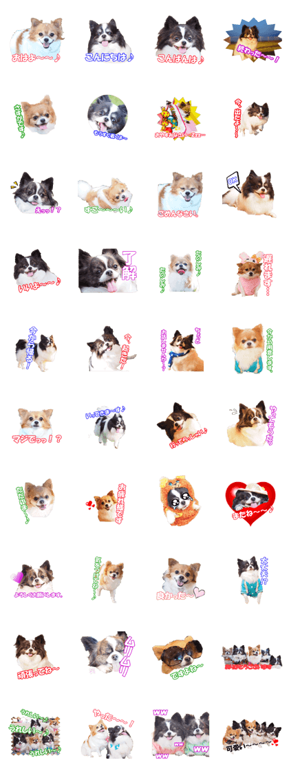 chihuahuaFan