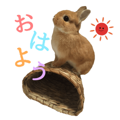 okoge rabbit