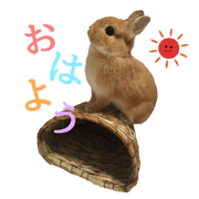 okoge rabbit