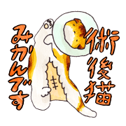 After surgery cat MIKAN
