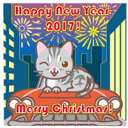 2017 American Shorthair and sport car
