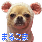 MARUCOMA Chihuahuas