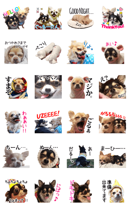 MARUCOMA Chihuahuas