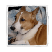 Pet dog ED