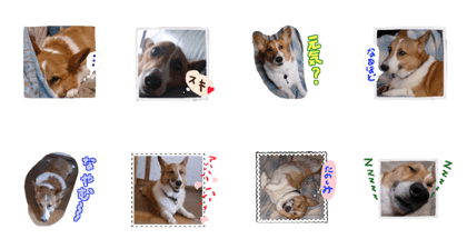 Pet dog ED