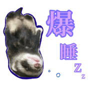 lovelyferret