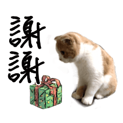 Cute cat chacha – LINE stickers | LINE STORE