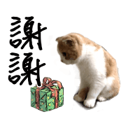 Cute cat chacha