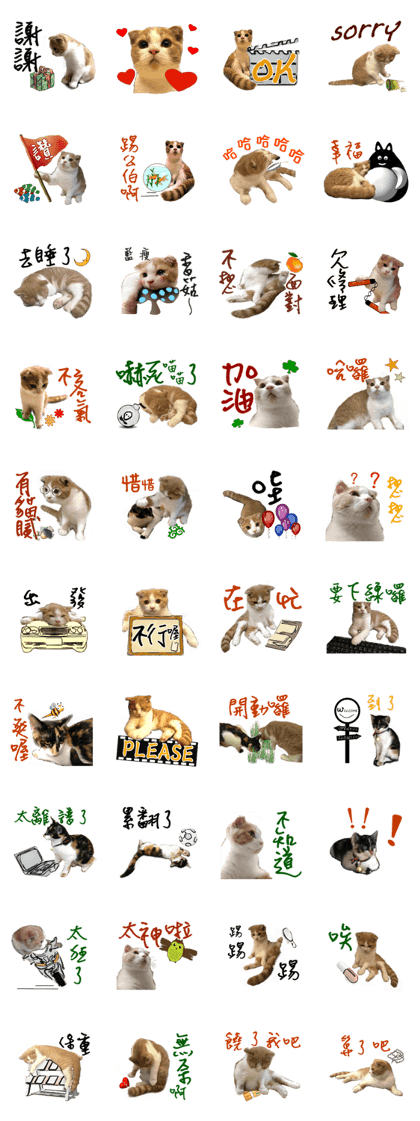 Cute cat chacha