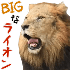 Big lion
