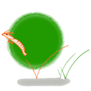 Shrimp with marimo