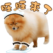 Wang Wang woof! woof!