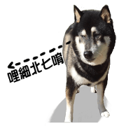Black Shiba Inu huihui
