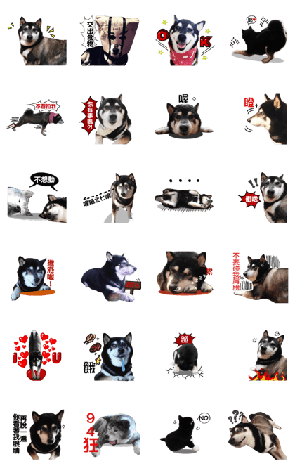 Black Shiba Inu huihui