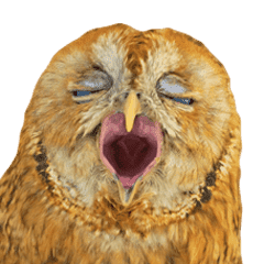 ふくろうのじいさん Line スタンプ Line Store