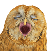 Owl's grandfather
