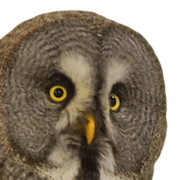 Owl's grandfather 2