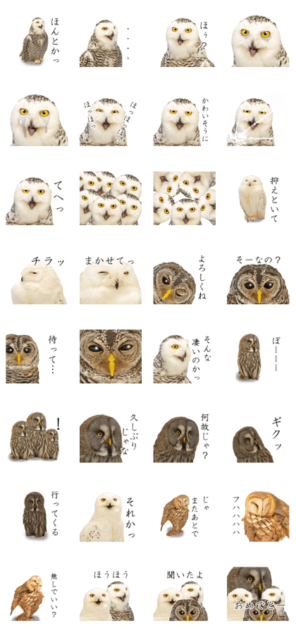 Owl's grandfather 2