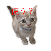 Kitten Sho-kun