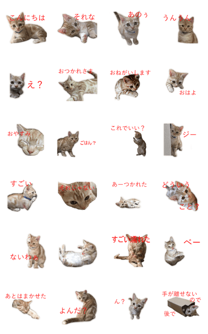 Kitten Sho-kun