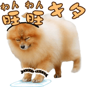 Wang Wang woof! woof!(Japanese Ver)