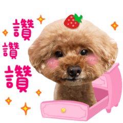 紅貴賓界的萌主 ♥️ 小Ｑ ♥️