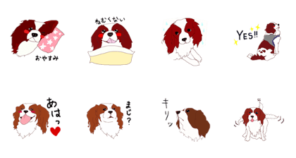 Candy of cavalier
