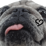 Pug-Make money (Animated Stickers)