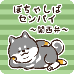 Pocha Shiba Senpai (Black)