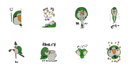 quaker parrot ver.2