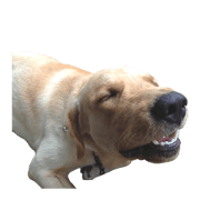MooDang V1