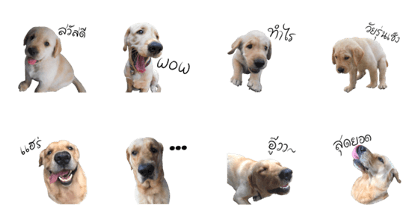 MooDang V1
