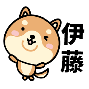 Shiba Dog Ito