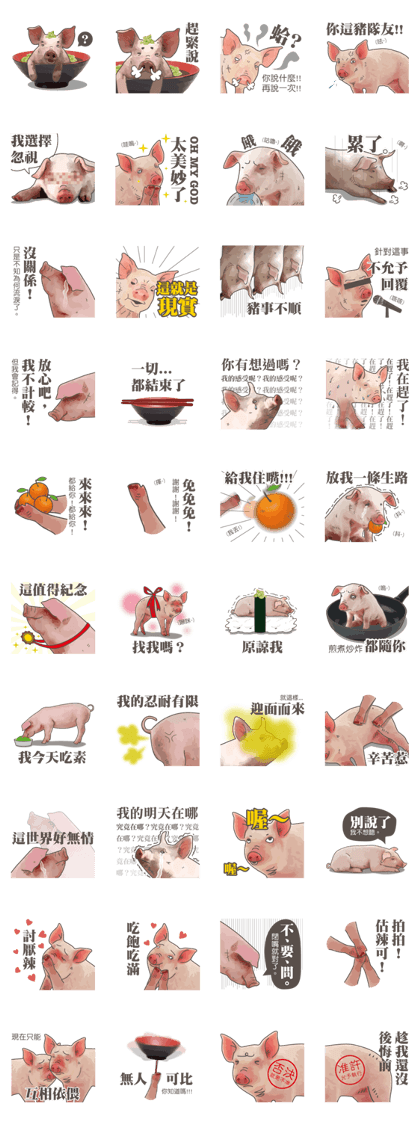 Pig daily life