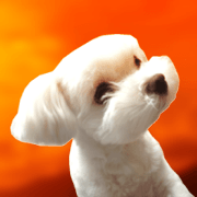 Maltese dog in a dawn.(Taiwanese)