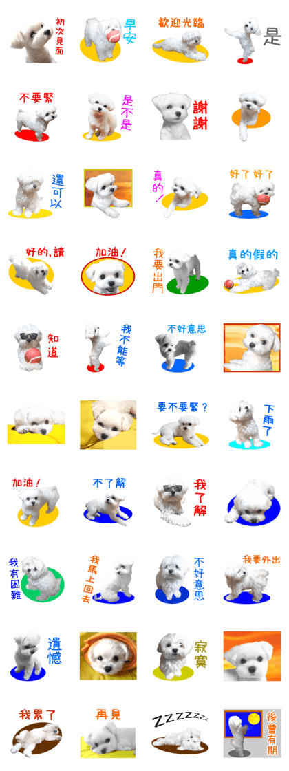 Maltese dog in a dawn.(Taiwanese)