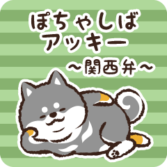 Pocha Shiba Akkii (Black)