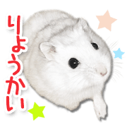 Djungarian hamster -Daifuku- Photo ver.1