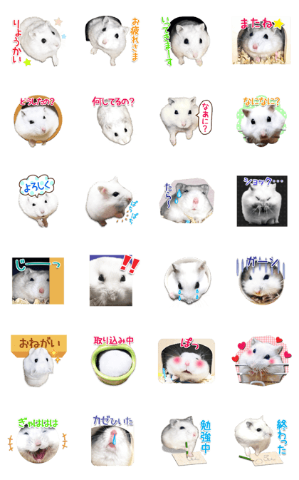 Djungarian hamster -Daifuku- Photo ver.1