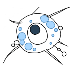 Unicellular amoeba