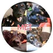 Rascal Dogs Meimei