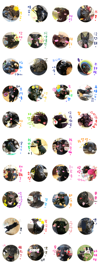 Rascal Dogs Meimei