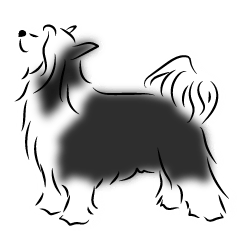 Chinese crested powder puff dogs 2