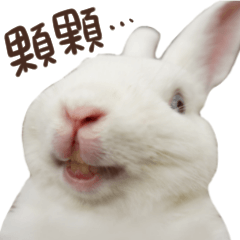 Bosstwo-CUTE Rabbit