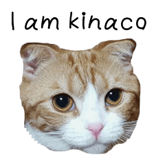 kinaco in my home4 ~English ~