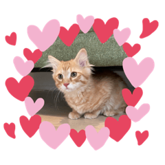 mizuki_20201103173317