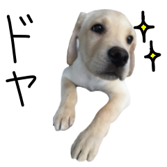 Moving Labrador Retriever