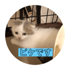 Yamada_20201103201120