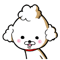 Dog in toy poodle